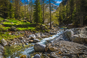 Clean mountain creek in the forest, a Nature Photo by Alpine Dreams