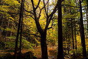Japan Alpine Autumn 5 Forests photos, a Nature Photo by Silent Nature (Thumbnail 3 of 5)