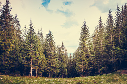 Pine tree forest featuring autumn, background, and beauty, a Nature Photo by Goinyk