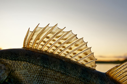 Dorsal fin of European zander