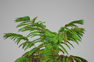 Alsophila Fern Averahe HIGH