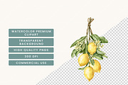 Watercolor Lemon Clipart Bundle, an Object Illustration by BusyDaydesign (Thumbnail 7 of 9)