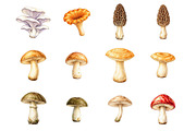 Watercolor Mushrooms clipart, an Object Illustration by fashionaddict (Thumbnail 2 of 7)