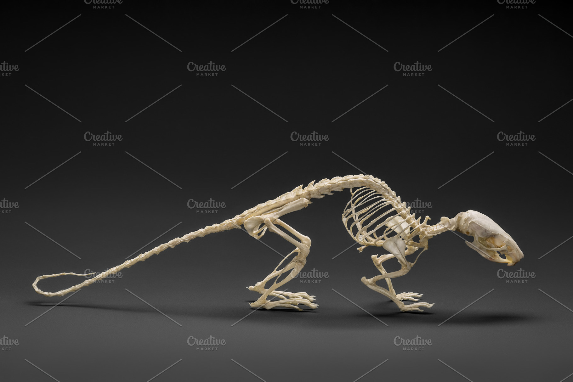 Natural skeleton of rat containing anatomy, animals, and background, an ...