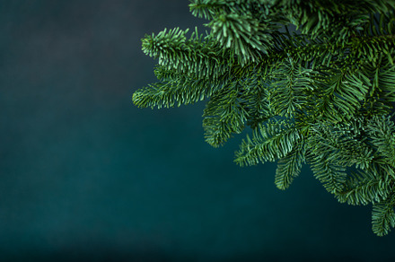 Fir branches background, a Holiday Photo by Pandateam