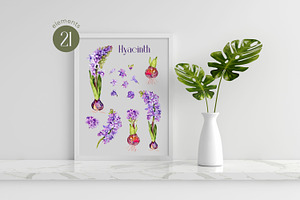 Watercolor Spring Hyacinth Clipart