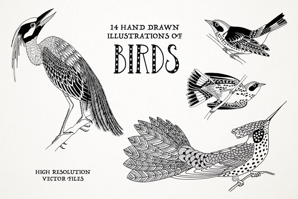 Hand Drawn Illustrations of Birds, an Animal Illustration by Franzi draws (Photo 1 of 5)