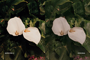 Agfa RSX II, a Preset Add-On by colorituals (Thumbnail 9 of 9)
