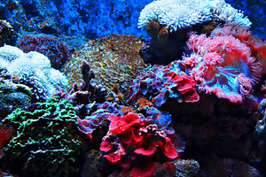 Tropical seaweed and corals, a Photo by saiko3p