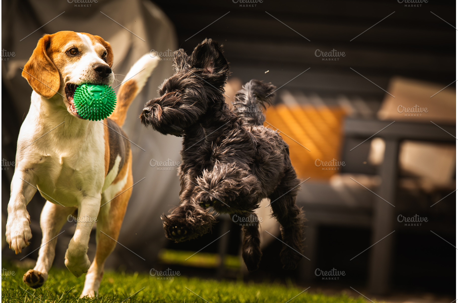 There are two dogs joyfully playing, an Animal Photo by MadPhotos
