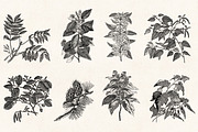 Leaves & Twigs Vintage Illustrations, an Illustration by Graphic Goods (Thumbnail 2 of 10)