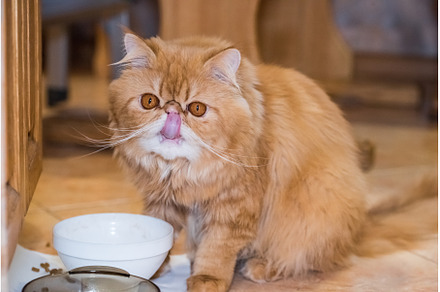 Red fluffy charming Persian breed, an Animal Photo by COLORFUL