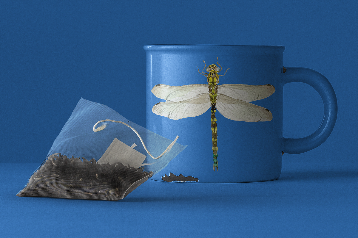 Dragonfly Life Cycle Clipart & Print, an Education Illustration by Tati Bordiu (Photo 3 of 4)