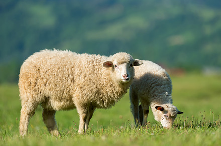 Sheep featuring sheep, animal, and farm, an Animal Photo by Byrdyak