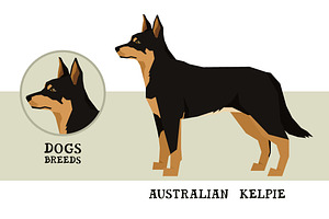 Dog breeds Australian Kelpie