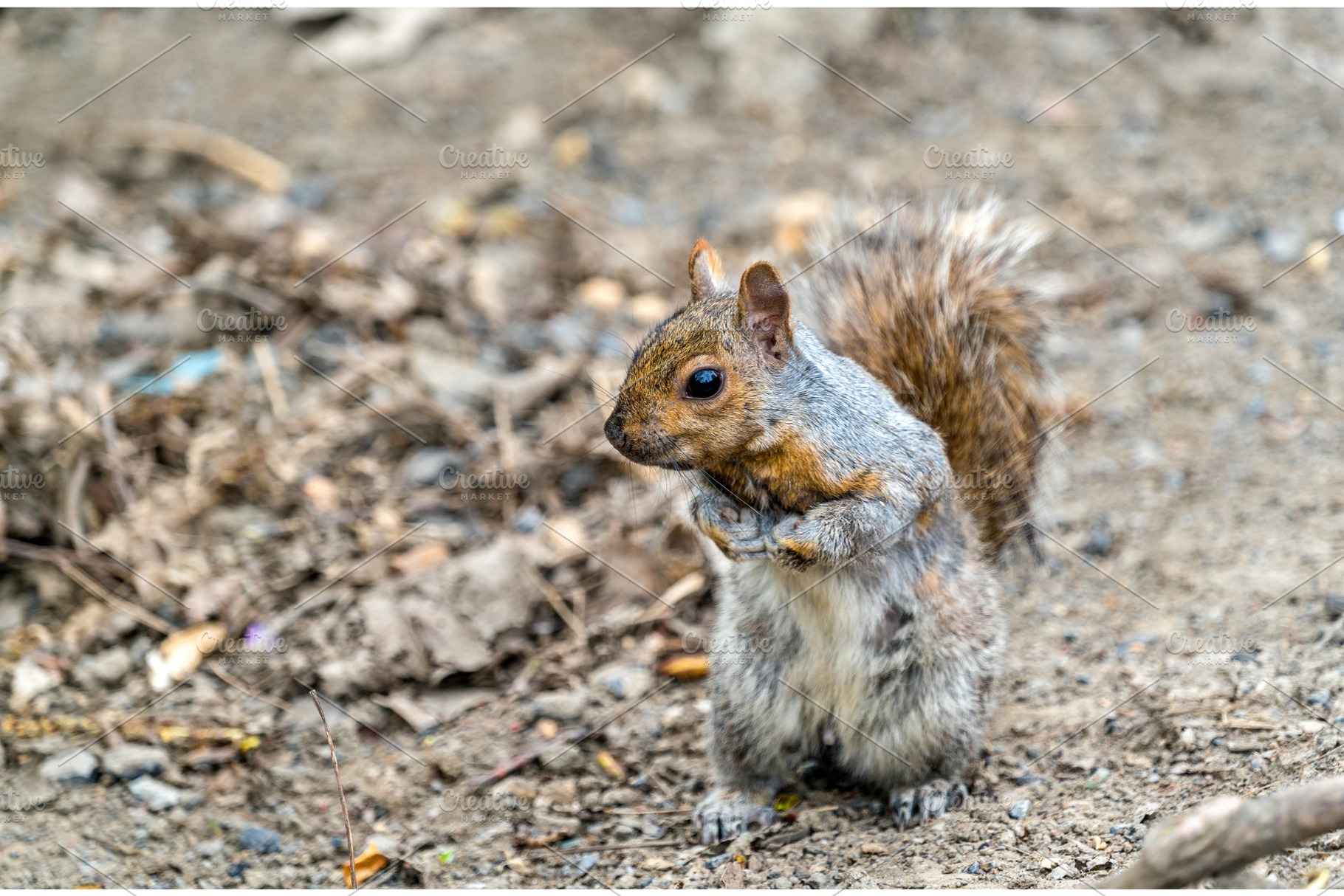 Eastern gray squirrel in montreal quebec canada containing squirrel, an Animal Photo by Leonid Andronov