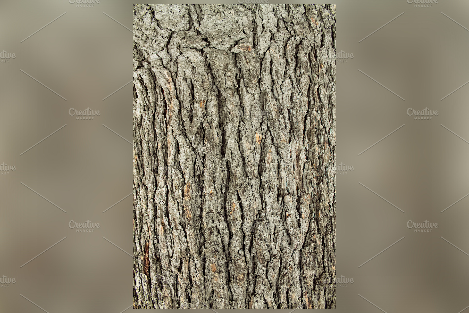 Tree Surface Texture Background, a Nature Photo by shahsoft | Creative ...