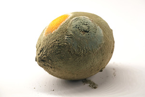 Moldy lemon isolated on white background. Close-up of decaying lemon with white, a Health & Medical Photo by Rohan Photography