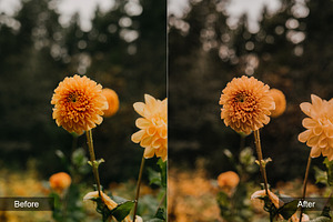 Nature Preset Pack 2