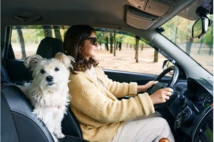Young woman driving a car with her, an Animal Photo by Gladkov photography