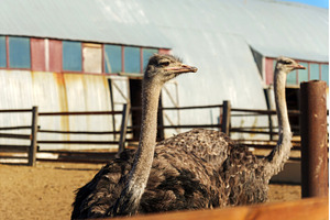 Ostriches observing their, an Animal Photo by darksoul72