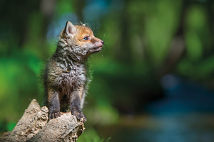 Red fox, vulpes vulpes, small young cub in forest on river backg, an Animal Photo by Byrdyak
