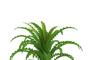 Pogostemon helferi, a Plants & Tree 3D Model by AndrewWhite (Thumbnail 8 of 9)