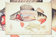 Rare Vintage Animal Anatomy, an Animal Illustration by Digital Museum (Thumbnail 4 of 8)
