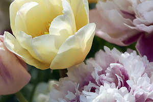 Yellow tulips and ruffled peonies blooming in a vibrant spring g, a Photo by Studio ANNA