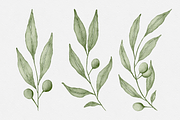 Watercolor Olive Branches Leaves, an Illustration by Creatchees.std (Thumbnail 3 of 13)