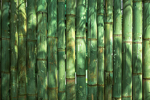 Bamboo stems background, a Background Photo by AlyaAnd