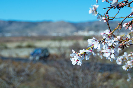 Almond Trees Blooming.
