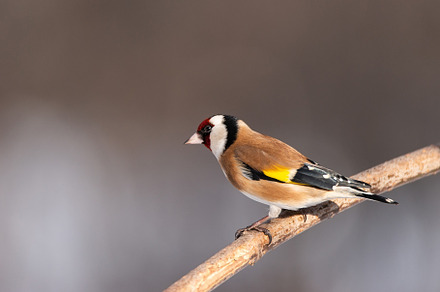 Goldfinch, Carduelis carduelis, perc, an Animal Photo by AlexBush