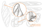 Baked Bread Vector Illustrations, a Food Illustration by Lubov Illustrations Shop (Thumbnail 3 of 7)