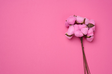 Pink cotton flower on a pink paper background, overhead. Minimal, a Nature Photo by ndanko