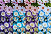 30 Flowers LUT Collection, a Preset Add-On by 3Motional (Thumbnail 6 of 10)