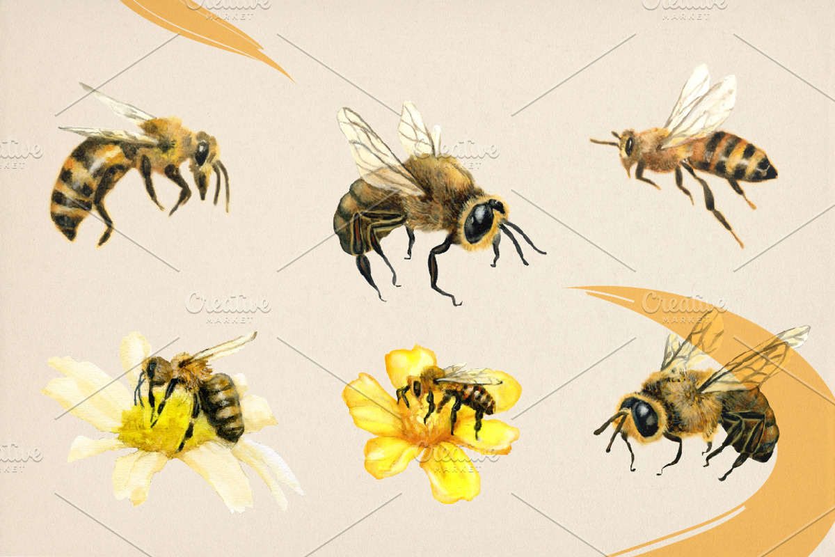 Watercolor honey bees, an Illustration by Onceli*art (Photo 2 of 7)