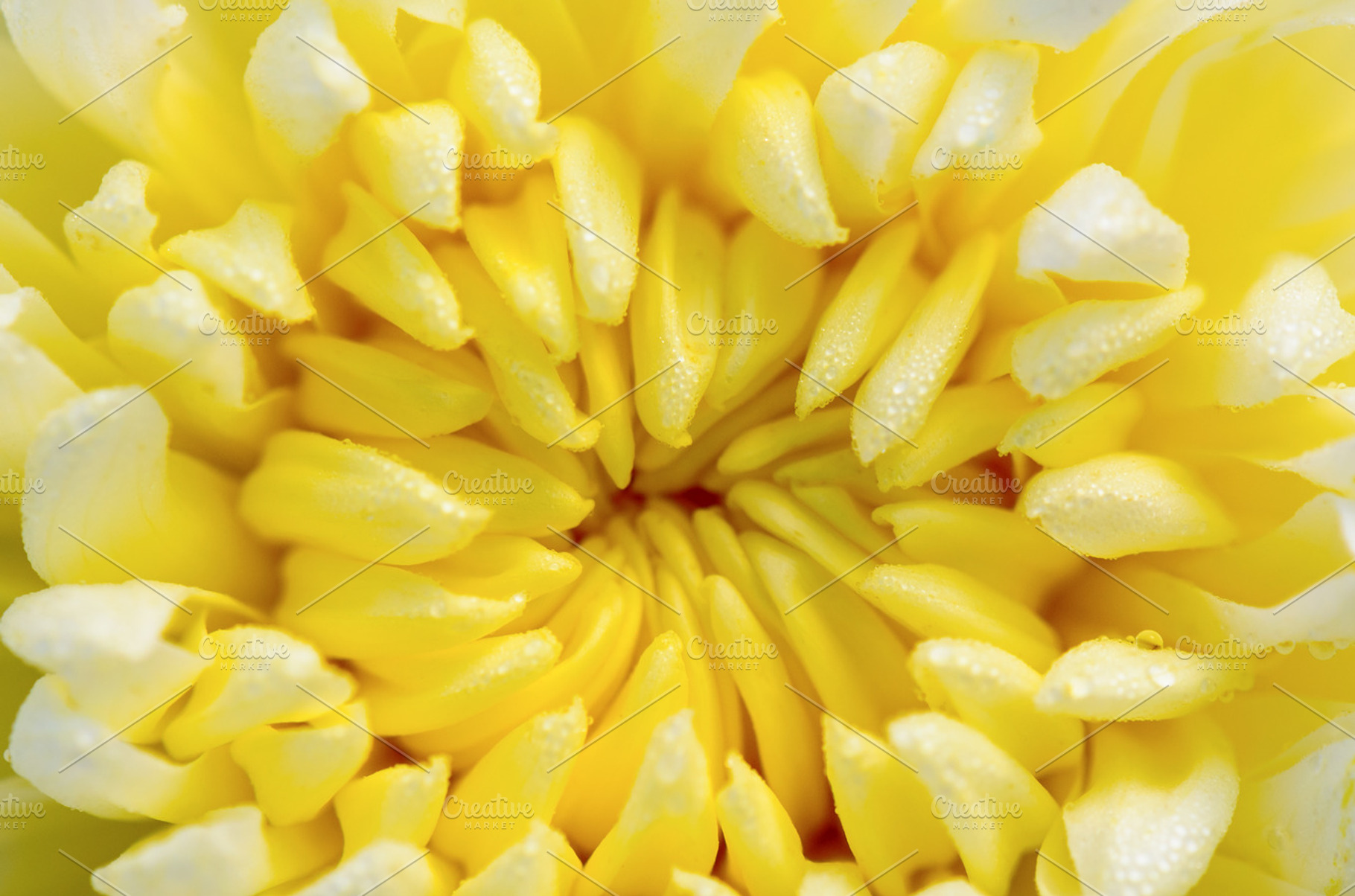 Close up Chrysanthemum flowers, a Nature Photo by yongkiet jitwattanatam