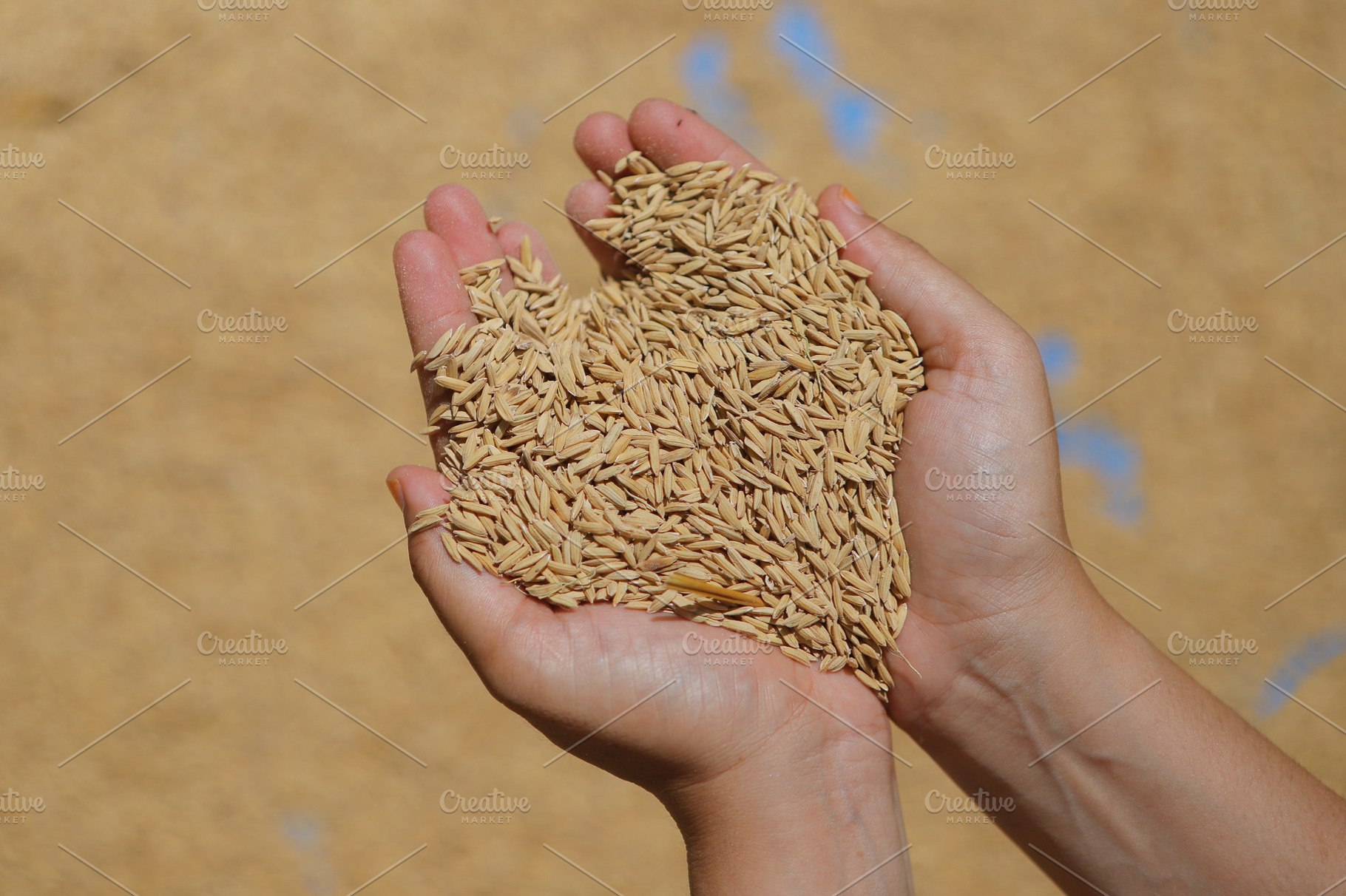 Heart-Shaped Handful of Paddy Rice, a Food & Drink Photo by bastera