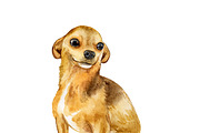 Watercolor Dogs Mega Big Bundle, an Illustration by Dneprstock (Thumbnail 16 of 60)