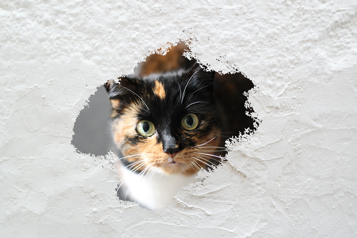 Canva Photo Effect Frames Splash, a Presentation Template by GraphiCarola (Photo 7 of 7)