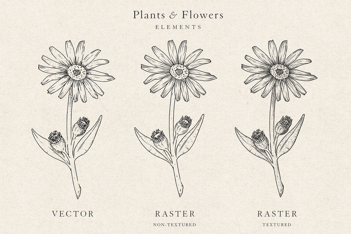Plants & Flowers Collection, a Decorative Illustration by Sinclair Creative Agency (Photo 7 of 8)
