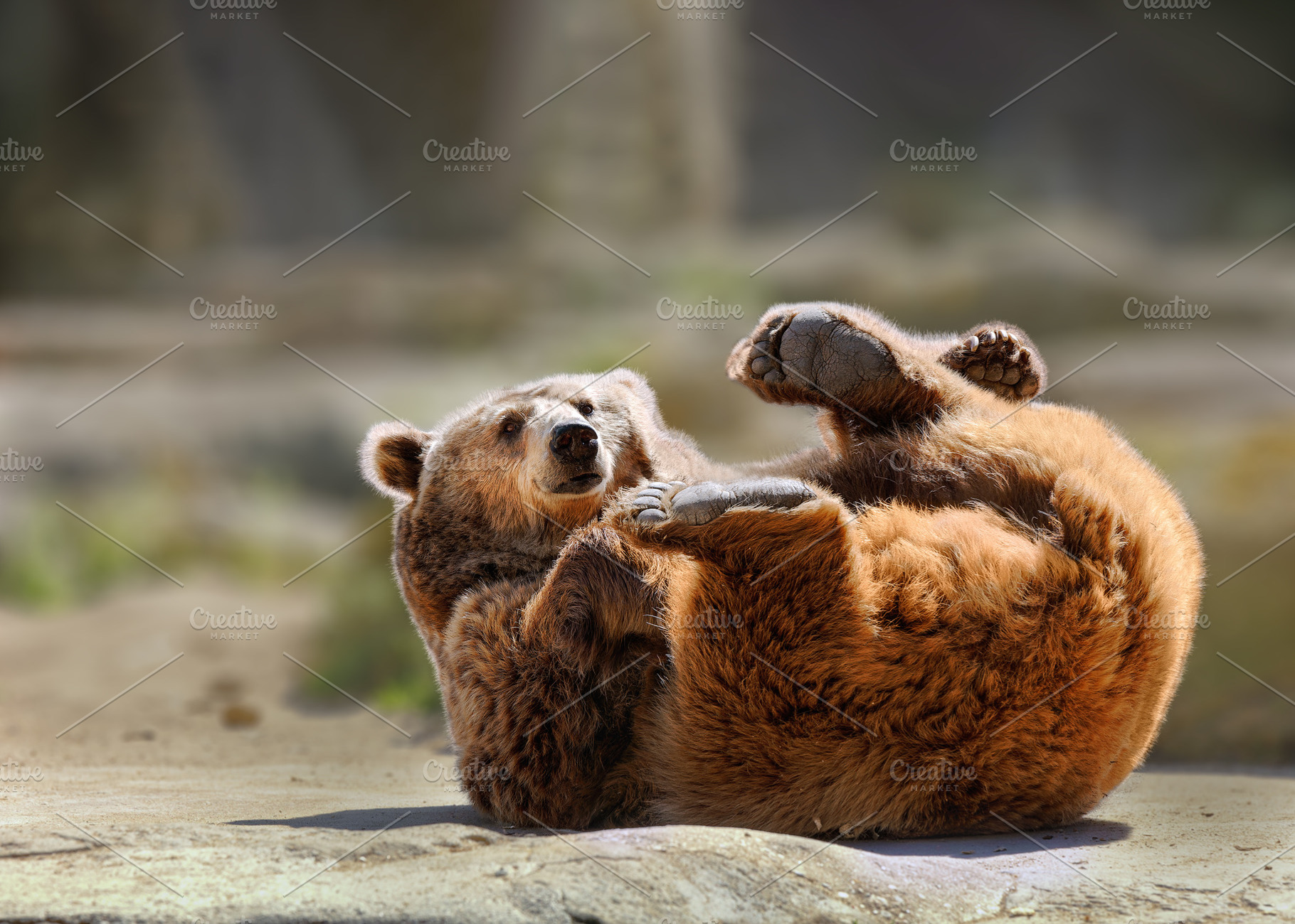 Brown Bear Playing on Its Back in a, an Animal Photo by Perpis