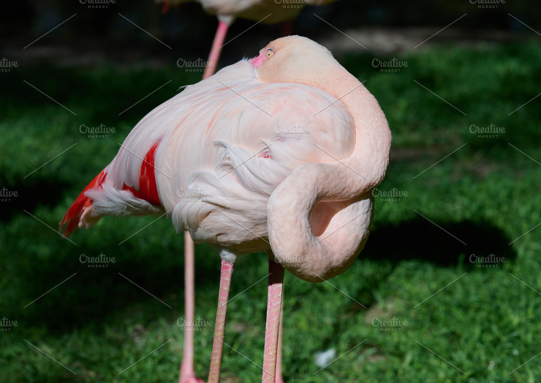 Pink flamingo arched its neck, sunny day, an Animal Photo by ndanko