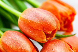 Vibrant orange tulips with dewdrops, a Nature Photo by Kate S