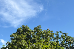 Tree And Sky, a Nature Photo by Color FFF