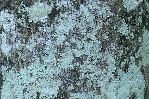 Close Up Texture of cloves bark, a Photo by Riza Azhari