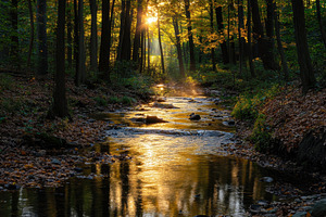 Forest creek sparkling in the gentle, a Photo by Pavel_design