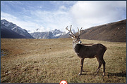 Realistic Oil Painting Action, an Action Add-On by Viktor (Thumbnail 2 of 13)