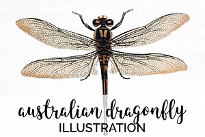Dragonfly Australian Vintage Insect, an Illustration by Enliven Designs